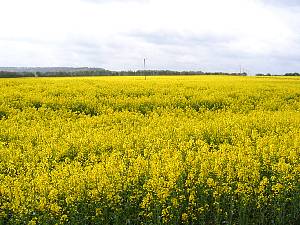 postcombe.jpg